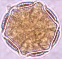 hyptis
